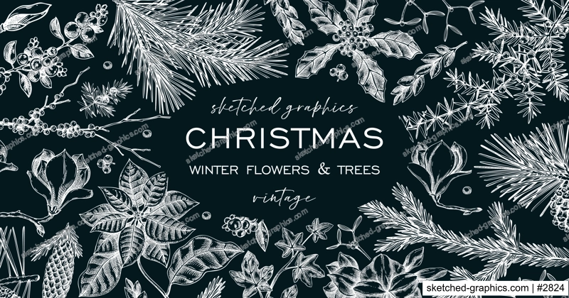 Christmas background. Winter flowers frame design on chalkboard. Conifer tree, evergreen plant, berry sketches. Hand drawn vector illustration. NOT AI generated
