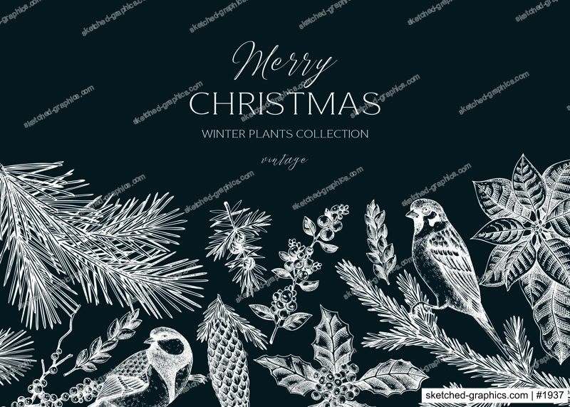 Christmas background design. Winter plants vintage banner. Conifer trees, winter flowers, birds sketches on chalkboard. Hand drawn vector illustration. NOT AI generated