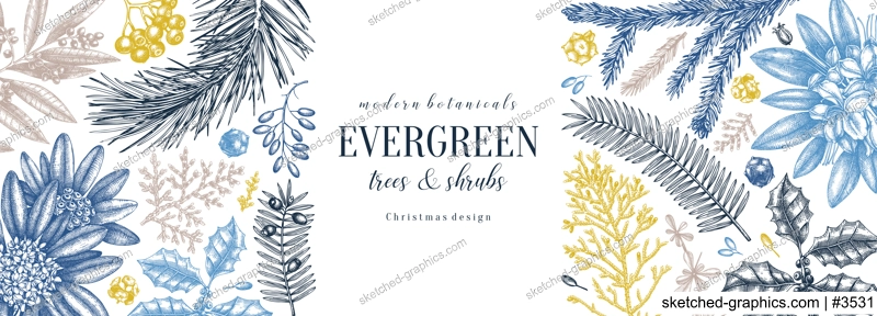 Christmas banner design in color. Vector frame with hand sketched winter flowers, evergreen plants and conifers. Vintage background with botanical elements. Engraved style vintage winter illustration.