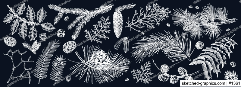 Christmas botanical illustrations on chalkboard . Vintage winter tree, evergreen plants, conifers and nuts drawings. Vector sketches of winter plants for wrapping paper, greeting cards, banners