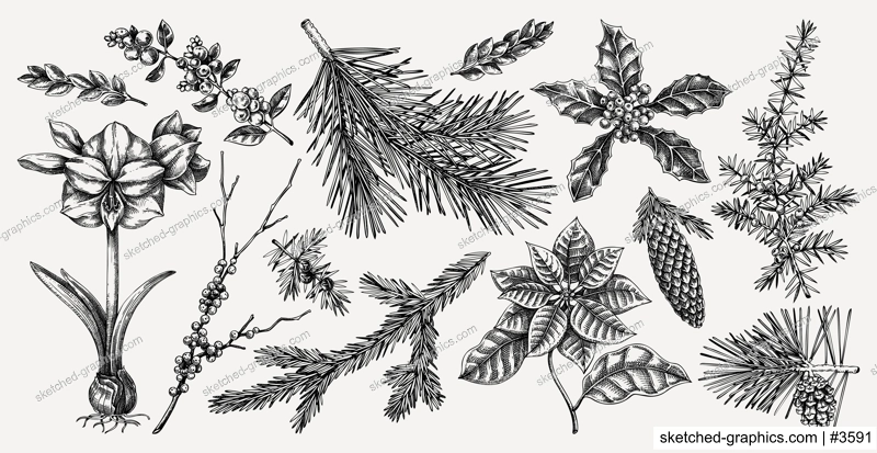 Christmas design elements. Winter plants hand drawn vector illustration. Conifer trees, winter flowers, birds sketches. Vintage botanical drawings on chalkboard. NOT AI generated