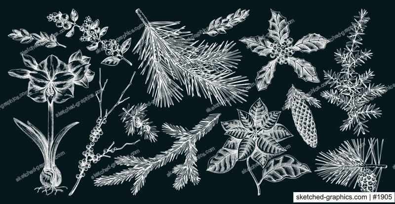 Christmas design elements. Winter plants hand drawn vector illustration. Conifer trees, winter flowers, birds sketches. Vintage botanical drawings on chalkboard. NOT AI generated
