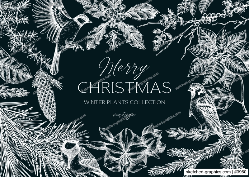 Christmas cbackground. Winter plants vintage frame template. Conifer trees, winter flowers, birds sketches. Hand drawn vector illustration on chalkboard. NOT AI generated