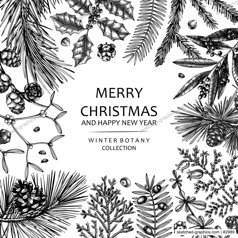 Merry Christmas card. Square frame with evergreen plants, conifers, and nuts drawing. Winter design with hand-drawn botanical illustrations. Christmas background, New Year invitation template