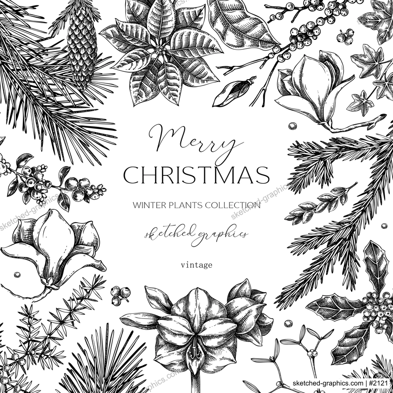 Vintage Christams card template. Minimalist style winter wedding invitation design. Conifer trees, winter flowers sketches. Hand-drawn botanical illustration. NOT AI generated