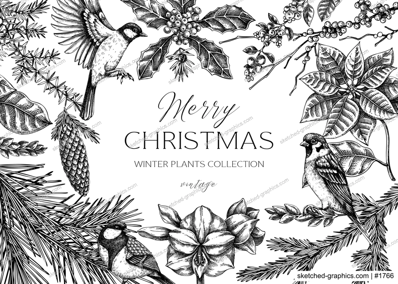 Christmas card design. Winter plants vintage background. Conifer trees, winter flowers, birds sketches. Hand drawn vector illustration. NOT AI generated