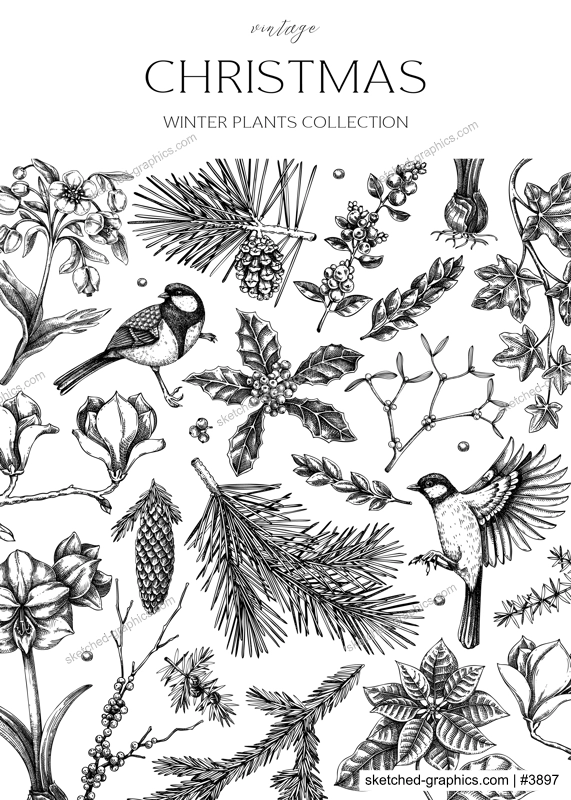 Vintage Christmas card design. Winter nature background. Conifer trees, winter flowers, birds sketches. Hand drawn vector illustration. NOT AI generated