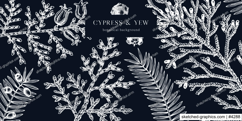 Christmas background on chalkboard. Vector frame with hand drawn conifers sketch - cypress and yew. Vintage design for Christmas decoration. Winter trees and evergreen plants botanical illustration