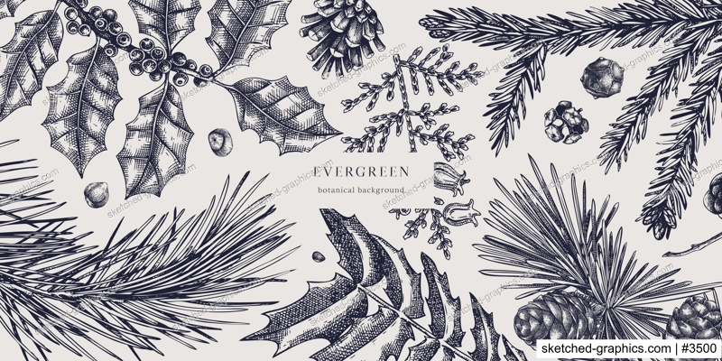 Christmas background. Vector frame with hand drawn conifers sketch - cypress, fir, spruce, pine, holly, larch, yew. Vintage design for Christmas decoration. Winter trees botanical illustration