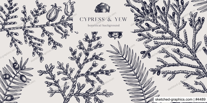 Christmas background. Vector frame with hand drawn conifers sketch - cypress and yew. Vintage design for Christmas decoration. Winter trees and evergreen plants botanical illustration