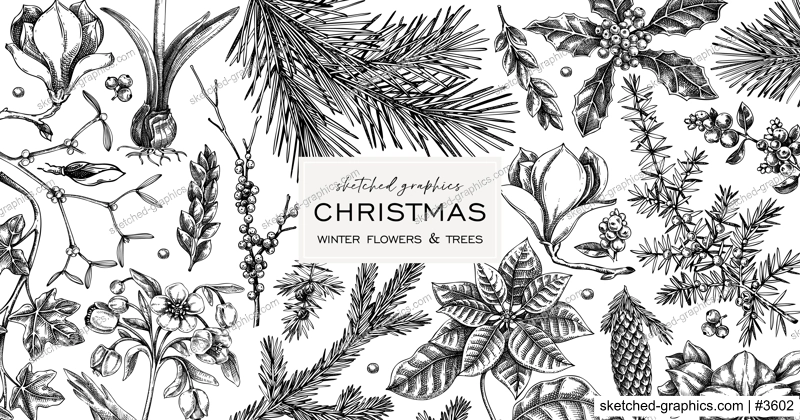 Merry Christmas cbackground. Winter botany frame design. Conifer trees, winter flowers, evergreen plants sketches. Hand drawn vector illustration. NOT AI generated