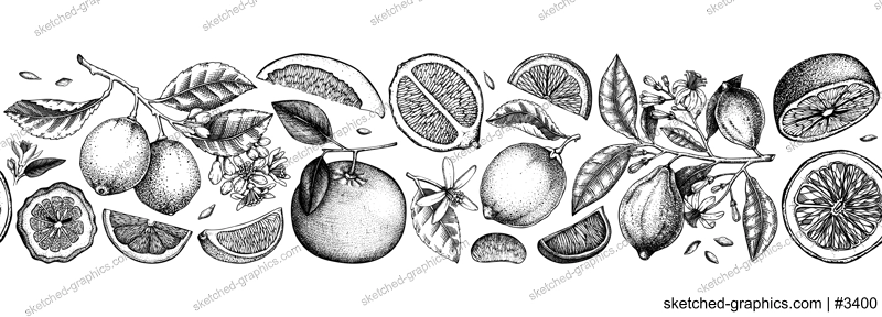 Citrus fruit border design. Seamless pattern. Hand drawn vector illustrations. Healthy food sketches. Engraved summer background. NOT AI generated