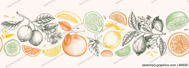 Citrus fruit border design. Seamless pattern. Hand drawn vector illustrations. Healthy food sketches. Engraved summer background. NOT AI generated