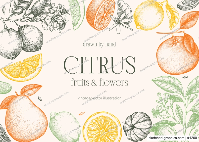 Citrus fruit frame design. Hand drawn vector illustration. Healthy food sketches. Engraved summer background. NOT AI generated
