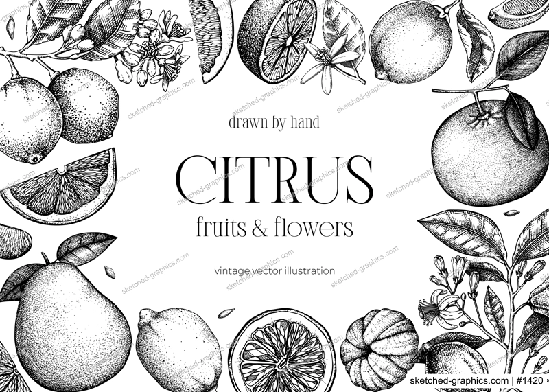 Citrus fruit frame design. Hand drawn vector illustration. Healthy food sketches. Engraved summer background. NOT AI generated