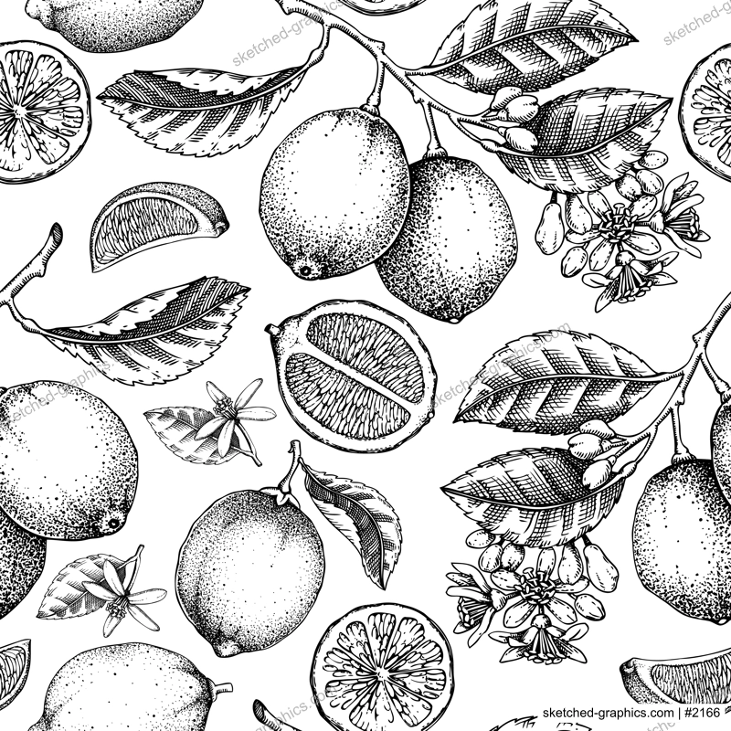 Citrus fruit seamless pattern. Lime tree branches, fruit, flowers, leaves sketches. Botanical background. Exotic plants texture. Hand drawn vector illustration. NOT AI generated