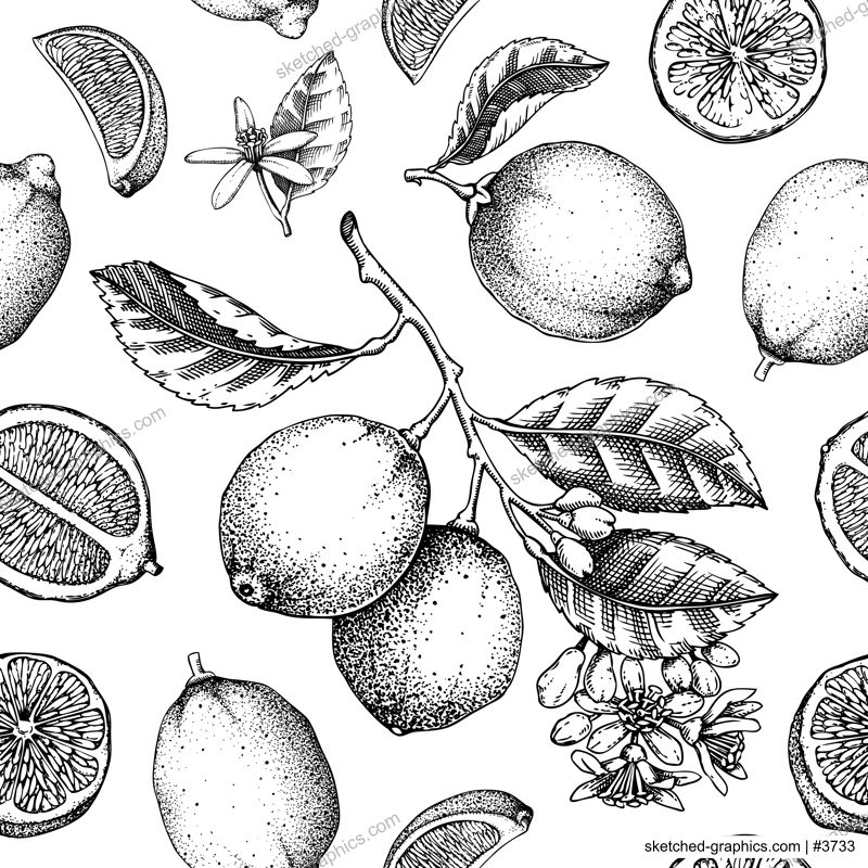 Citrus fruit seamless pattern. Lime fruit, flowers, leaves classic style sketches. Botanical background. Exotic plants texture. Hand drawn vector illustration. NOT AI generated
