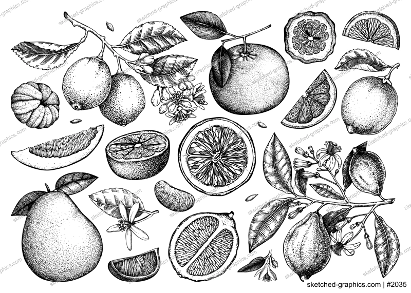 Citrus fruit hand drawn vector illustrations. Healthy food sketches. Summer design element. NOT AI generated