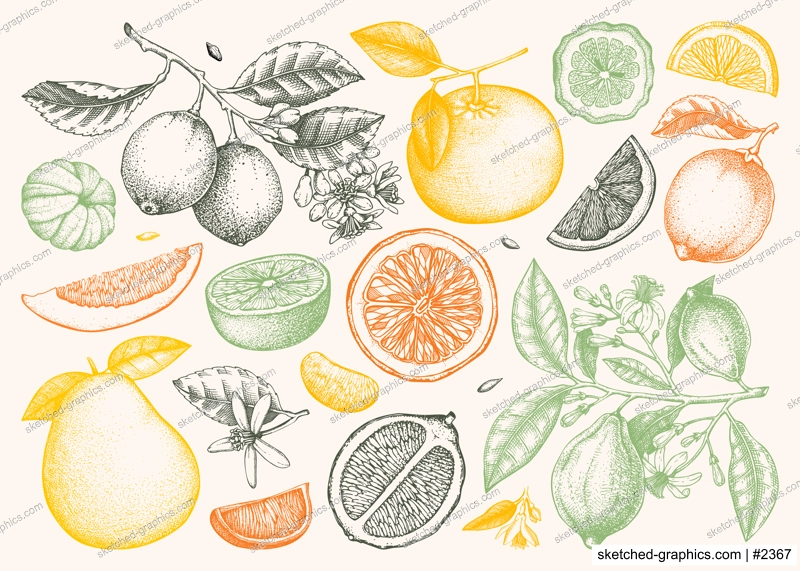 Citrus fruit hand drawn vector illustrations. Healthy food sketches. Summer design element. NOT AI generated