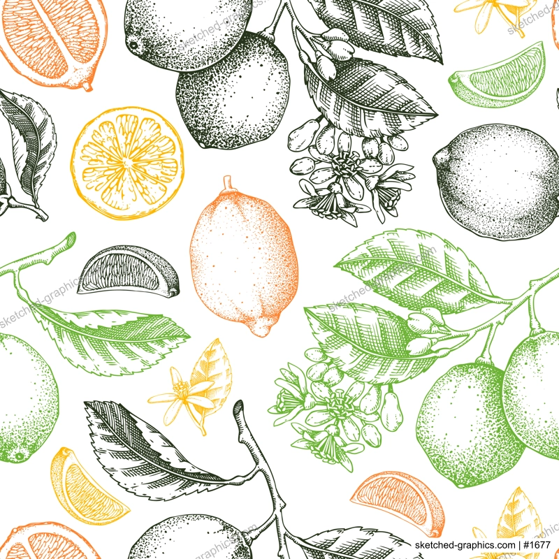 Citrus fruit seamless pattern. Lime fruit, branch, flower sketches in color. Botanical background. Exotic plants texture. Hand drawn vector illustration. NOT AI generated