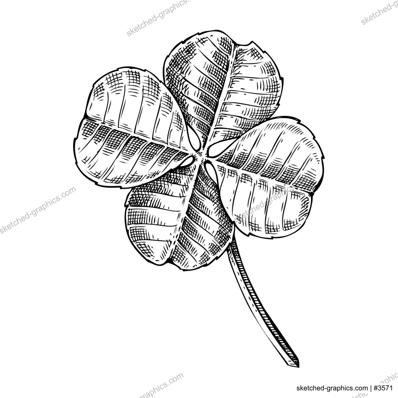 Clover leaf sketch. Vector illustration of traditional St. Patrick plant isolated on white background. Hand drawn symbol of luck in engraved style. Retro drawing.