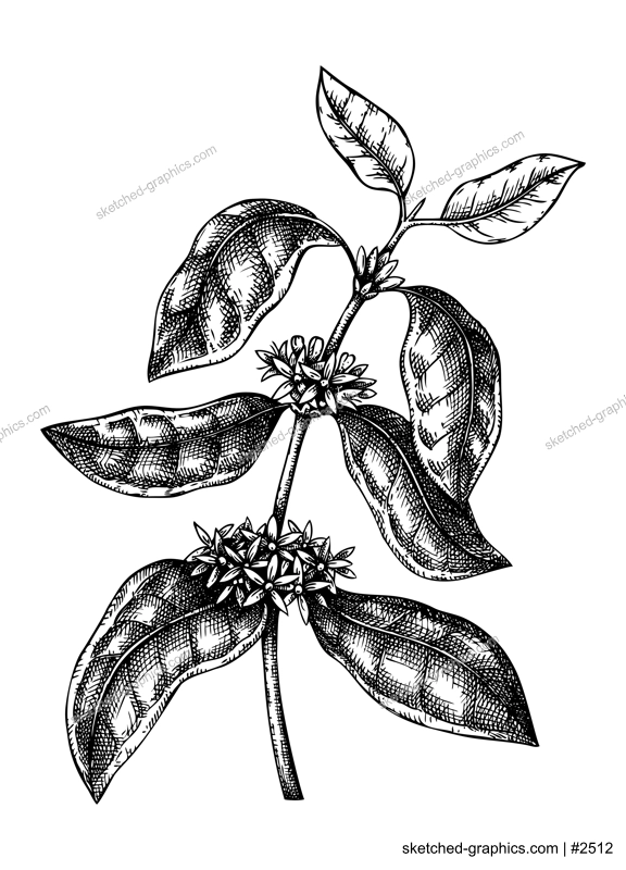 Hand sketched Coffee illustration with leaves and flowers. Botanical drawing of flowering plant on white background. Hand drawn coffee tree branch in engraved style.