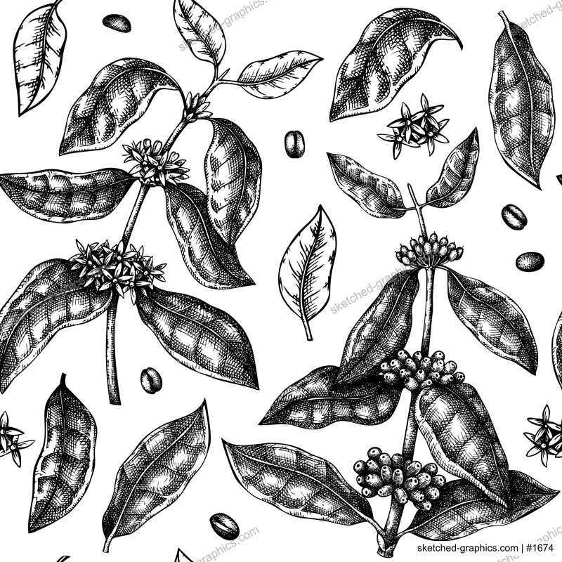 Hand sketched coffee plant seamless pattern. Vector background with hand drawn leaves, flowers, beans and fruits illustrations. For packaging, wrapping paper, brands, fabrics.