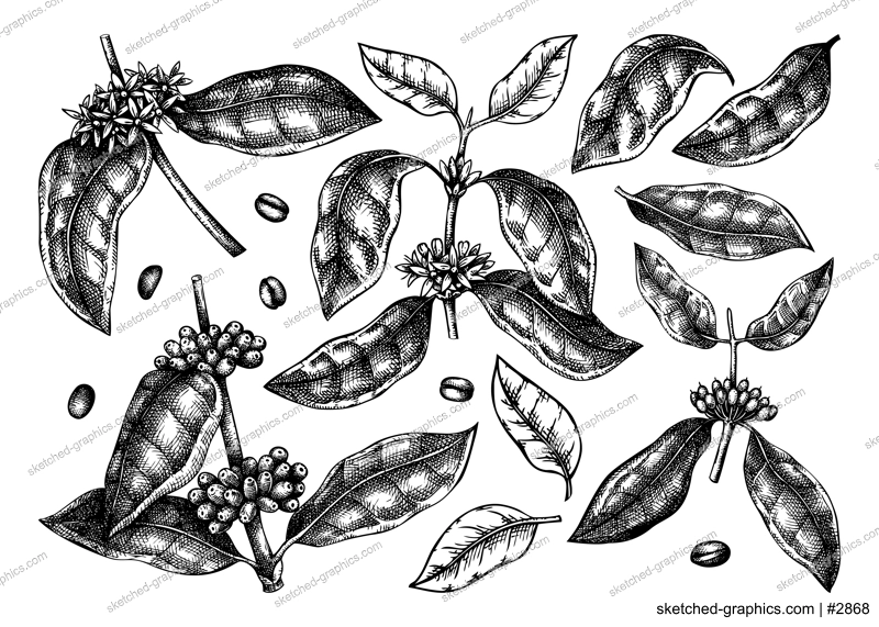 Hand sketched Coffee plants, beans, leaves and flowers bundle. Botanical illustrations on white background. Hand drawn coffee tree branches collection in engraved style.