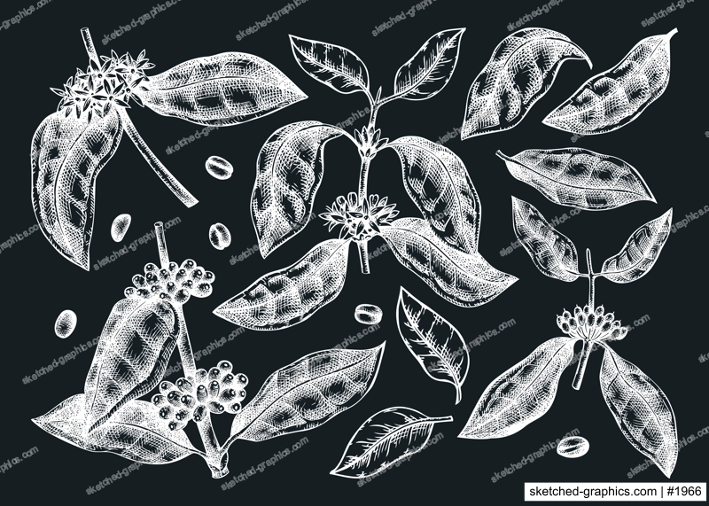 Hand sketched coffee plants, beans, leaves, and flowers illustrations bundle. Botanical coffee elements on chalkboard. Hand-drawn coffee tree branches in engraved style. Drink ingredients set.