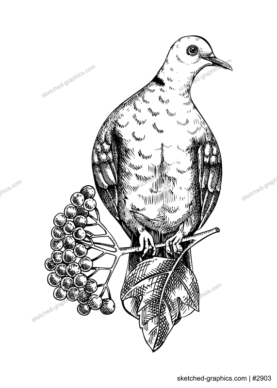 Collared dove sitting on flowering guelder rose branch sketch. Vector spring illustration isolated on white background. Hand drawn bird on blooming fruit tree with berries, leaves and flowers design 