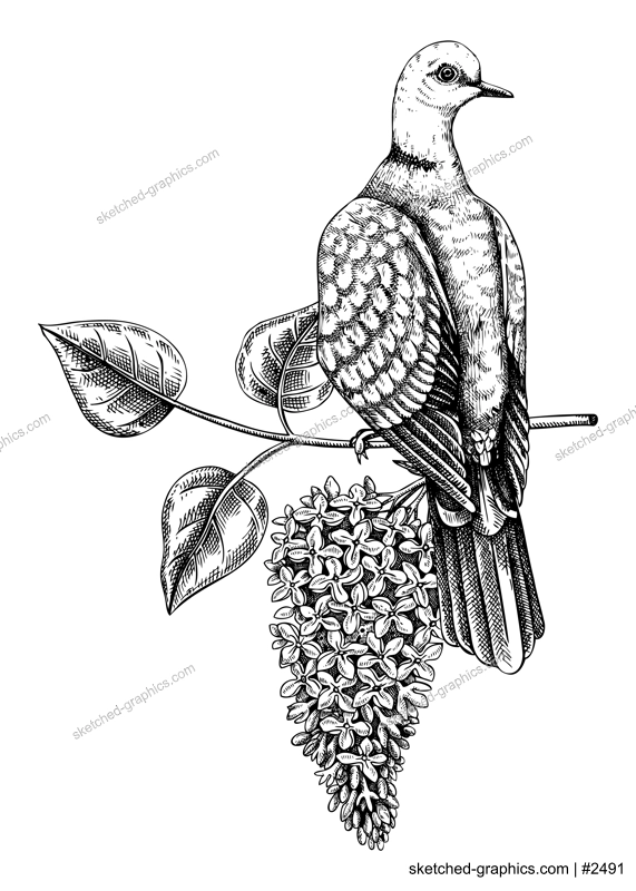 Collared dove sitting on flowering lilac branch sketch. Vector spring illustration isolated on white background. Hand drawn bird on blooming fruit tree with leaves and flowers design for print