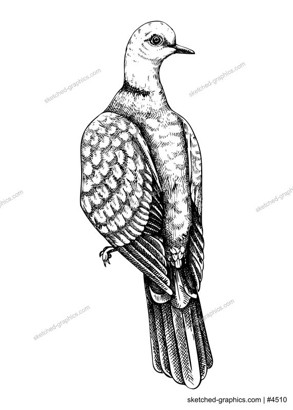 Collared dove vector sketch. Hand drawn wildlife illustration in engraved style. Grey city bird drawing isolated on white background. Black and white  pigeon drawing for print, poster, card, cover.