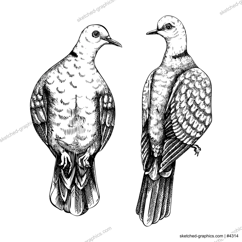 Two sitting collared doves drawings. Wildlife sketches set. Vector nature illustration isolated on white background. Hand drawn birds isolated on white background for prints or cards