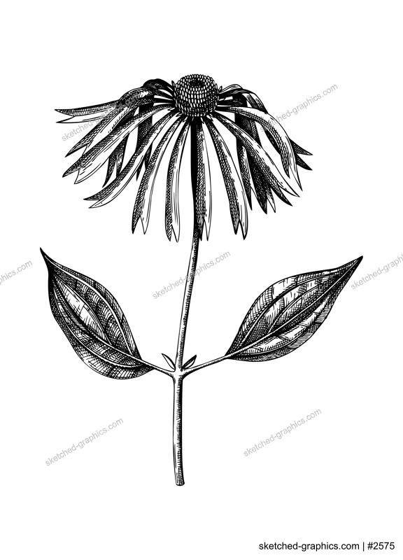 Medicinal plant - Coneflower - vintage illustration. Vector echinacea flowers. Botanical drawing in engraved style. Wild flower outline. For traditional medicine or herbal tea.