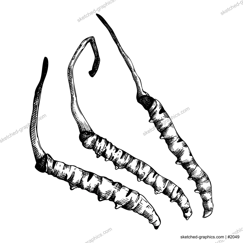Cordyceps. Adaptogenic mushroom illustration. Hand-sketched medicinal plant drawing isolated on white. Engraved style adaptogens collection. Medicinal mushrooms.