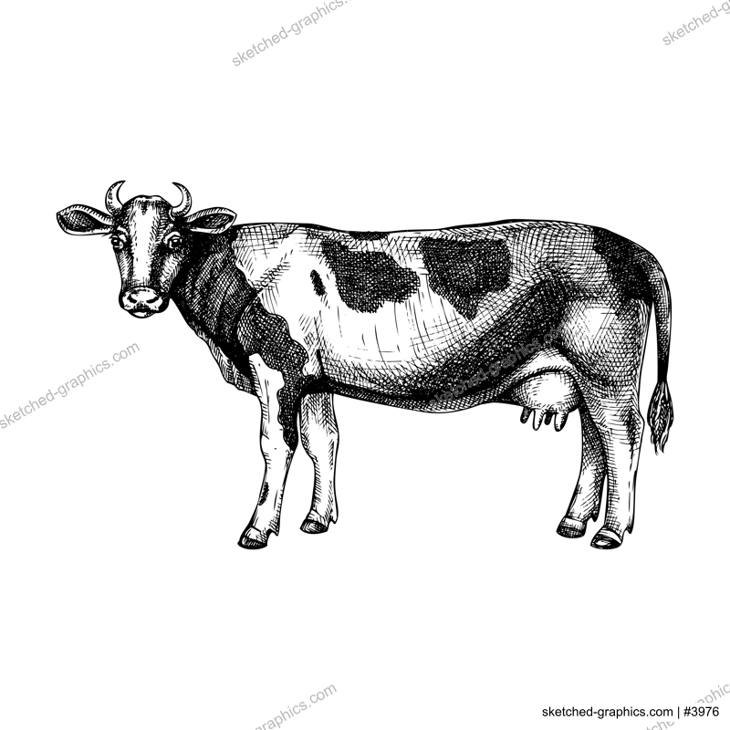 Hand-sketched cow illustration. Graphic hand-drawn sketch. Retro engraving with farm animal for menu restaurants, for packaging, markets and shops. Vector vintage cow illustrations.