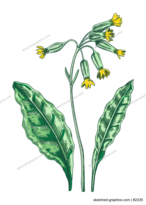 Cowslip sketch in color. Primrose botanical drawing. Hand drawn vector illustration. Spring woodland flower, wildflower. Floral design