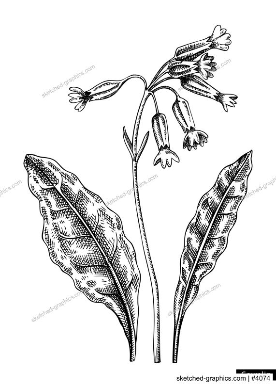 Cowslip flower sketch in engraved style. Floral branch with buds and leaves. Black contoured primrose drawing. Botanical vector illustration of spring woodland plant isolated on white background