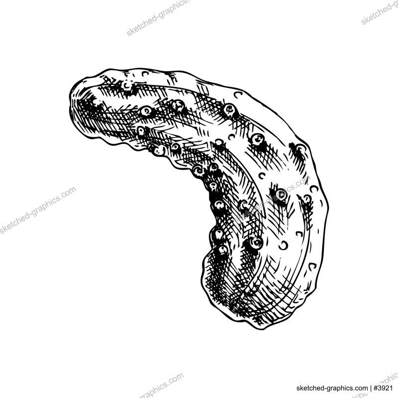 Sketched vegetable sketch. Hand-drawn vector illustrations. Vintage cucumber drawing. Healthy food, edible plants in engraved style. For menu, recipe, packaging, wrapping paper, logos.