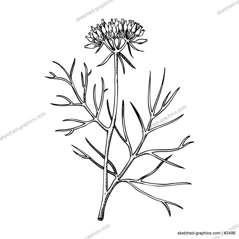 Cumin plant sketch. Kitchen spice drawing. Indian herbs and spices hand-drawn vector illustration. NOT AI genereted