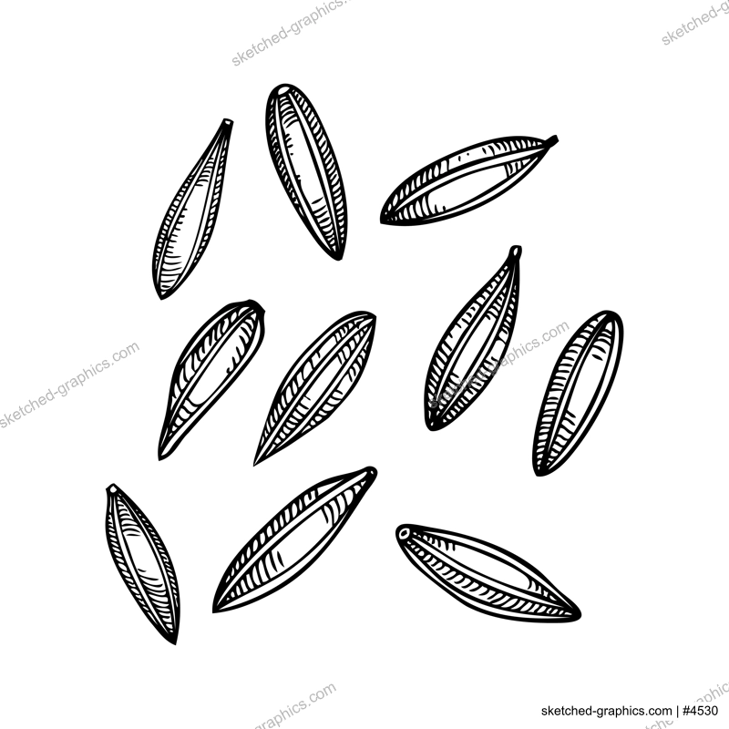 Cumin seeds sketch. Kitchen spice drawing. Indian spices hand-drawn vector illustration. NOT AI genereted