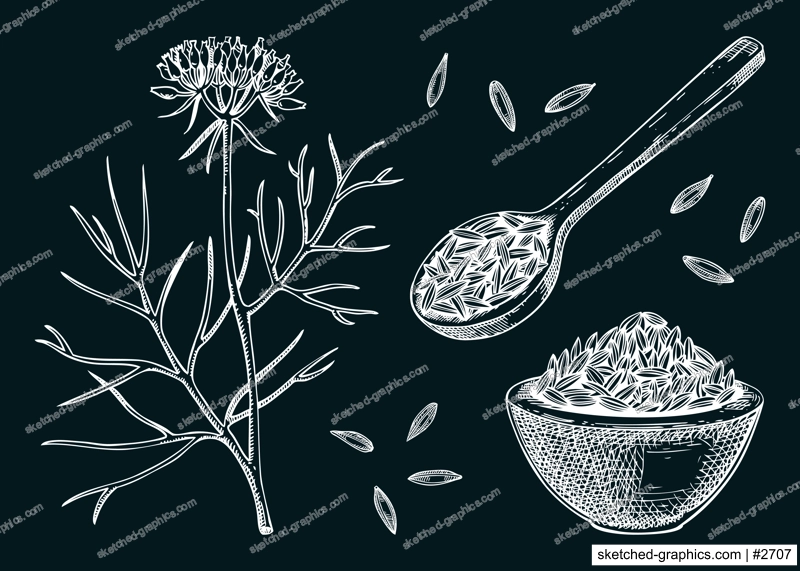 Cumin sketches set. Kitchen spice chalk drawing. Indian herbs and spices hand-drawn vector illustration. NOT AI genereted