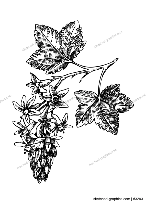Currant blossom sketch in engraved style. Flowering branch with flowers and leaves. Black contoured berry blossom drawing. Botanical vector illustration of spring plant isolated on white background