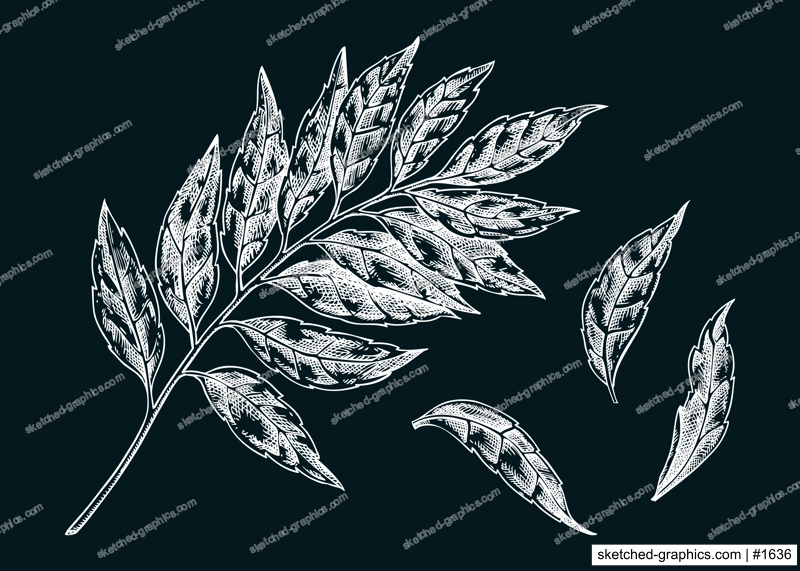 Curry plant leaves sketch. Kitchen spice chalk drawing. Indian herbs and spices hand-drawn vector illustration. NOT AI generated