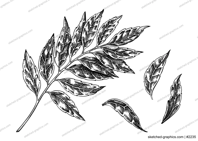 Curry plant leaves sketch. Kitchen spice drawing. Indian herbs and spices hand-drawn vector illustration. NOT AI generated