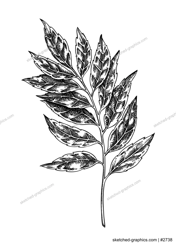 Curry plant sketch. Kitchen spice drawing. Indian herbs and spices hand-drawn vector illustration. NOT AI generated