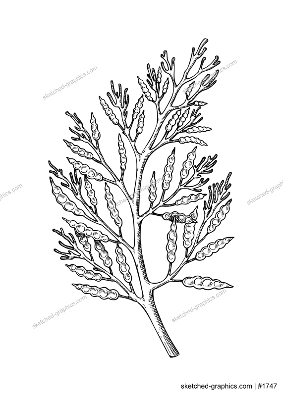 Hand drawn Cystoseira sketch. Edible seaweed drawing isolated on white background. Brown algae vector food illustration. Healthy food ingredients in engraved style.