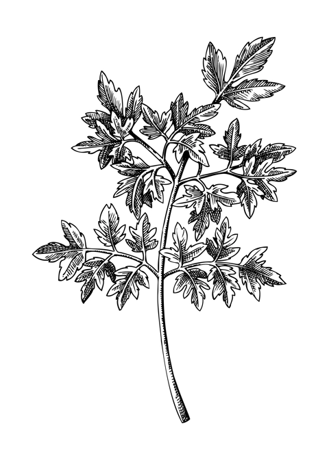 Fresh parsley sketch. Hand-sketched Vegetable illustration. Healthy food herbal plant. Vector drawing of raw cultivated parsley. Herbs for grocery, markets, packaging, recipes, menus design.