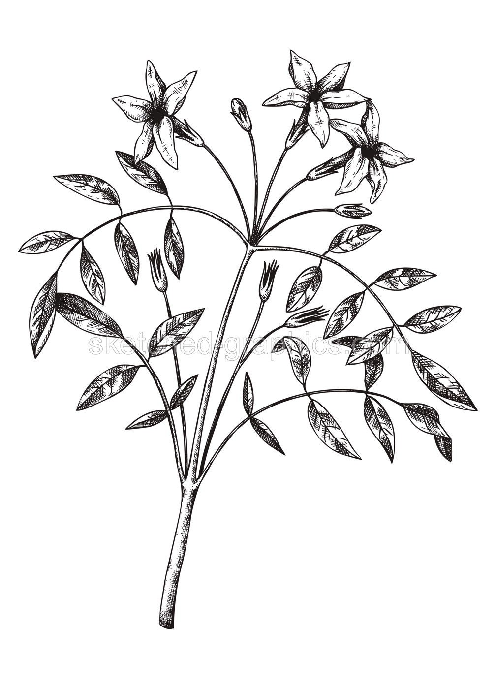 Hand sketched Jasmine botanical illustration with leaves and flowers. Common Jasmine - hand-drawn flowering plant in engraved style. Floral drawing on white background.  Illustration