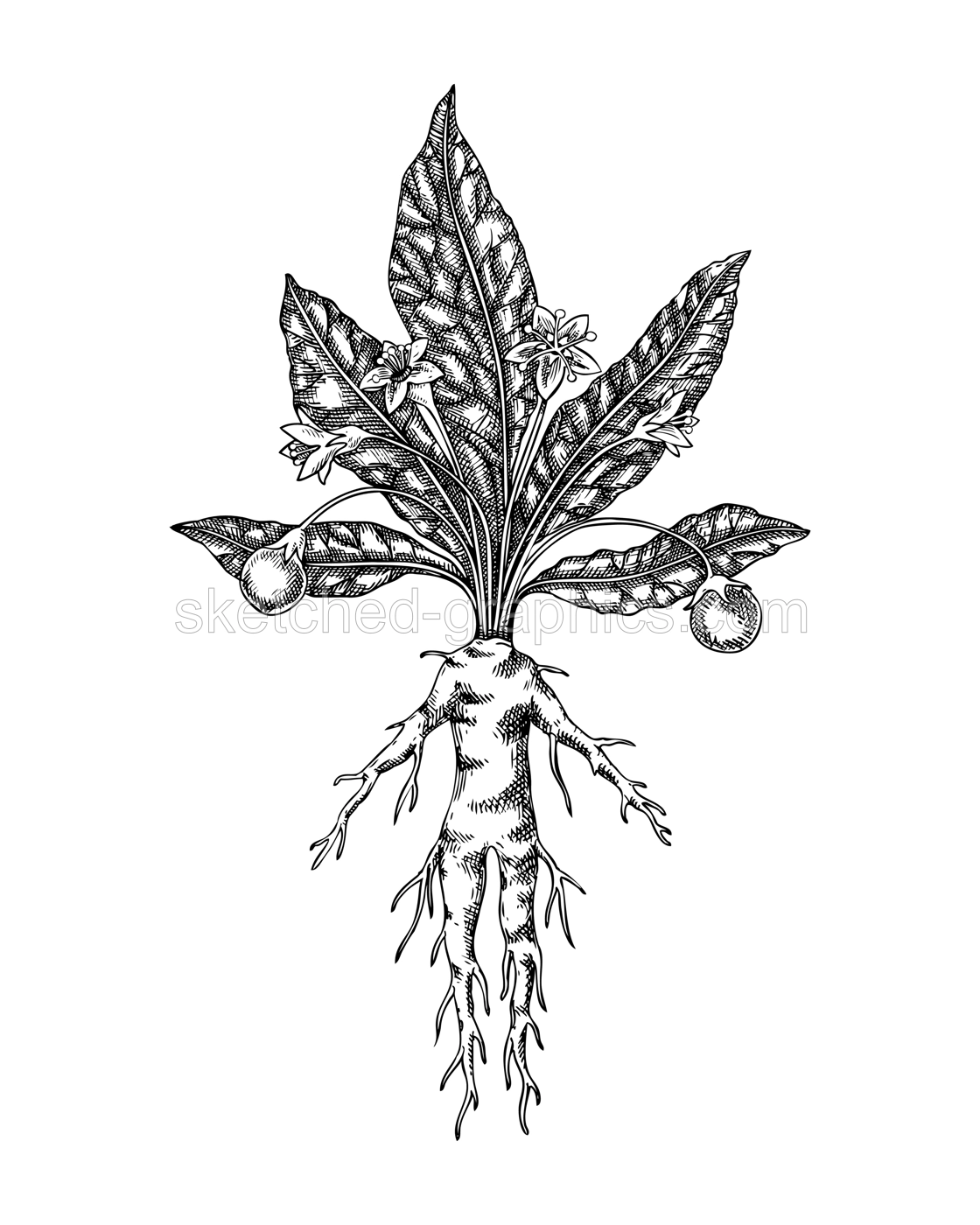 Mandrake sketch. Poisonous plant drawing. Mandragora hand-drawn vector illustration. Witchcraft design element. NOT AI generated Illustration